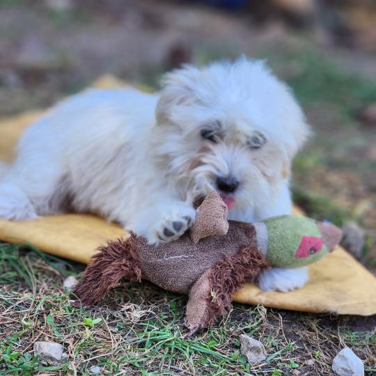 chiot Coton de tulear blc B Élevage du Royaume des P'tits Loups  