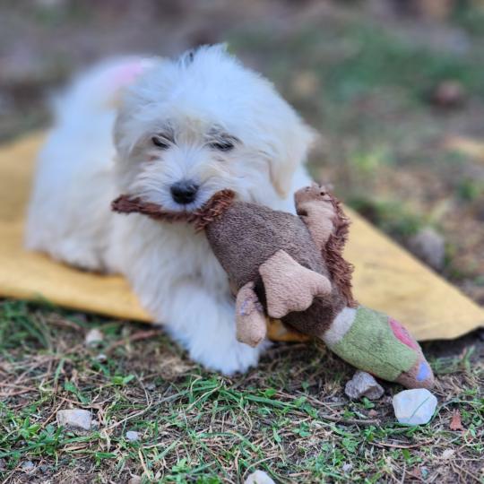 chiot Coton de tulear blc B Élevage du Royaume des P'tits Loups  