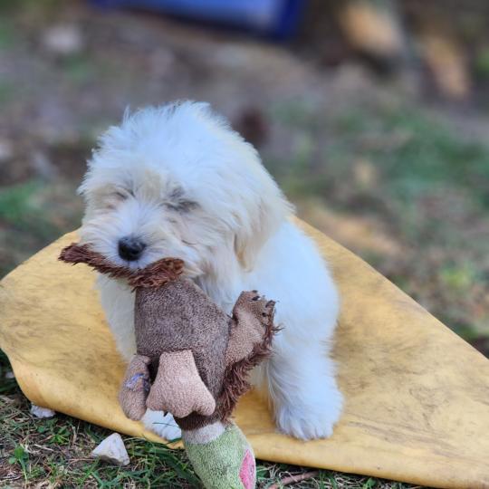 chiot Coton de tulear blc B Élevage du Royaume des P'tits Loups  