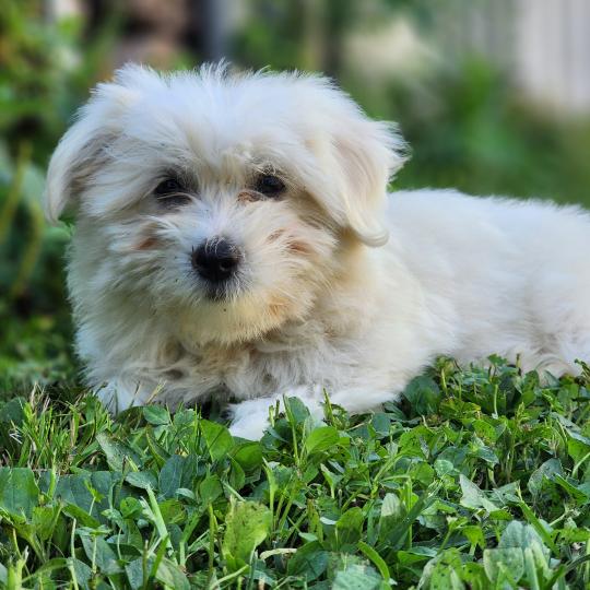 chiot Coton de tulear blc B Élevage du Royaume des P'tits Loups  