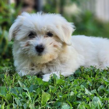 B Femelle Coton de tulear