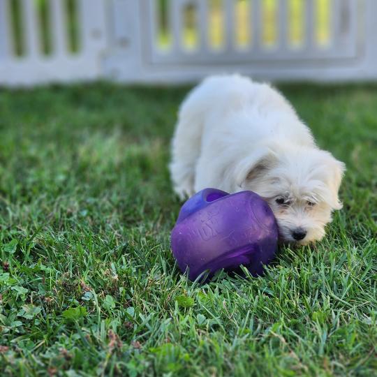 chiot Coton de tulear blc B Élevage du Royaume des P'tits Loups  