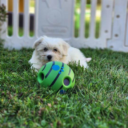 chiot Coton de tulear blc B Élevage du Royaume des P'tits Loups  