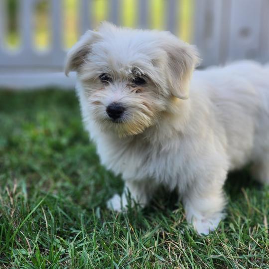 chiot Coton de tulear blc B Élevage du Royaume des P'tits Loups  