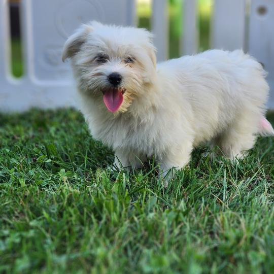 chiot Coton de tulear blc B Élevage du Royaume des P'tits Loups  