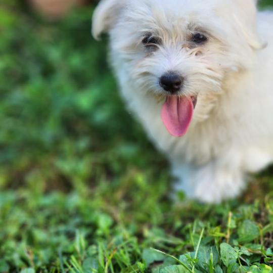 chiot Coton de tulear blc B Élevage du Royaume des P'tits Loups  
