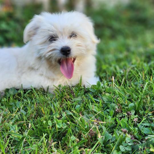 chiot Coton de tulear blc B Élevage du Royaume des P'tits Loups  