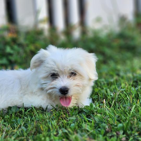 chiot Coton de tulear blc B Élevage du Royaume des P'tits Loups  