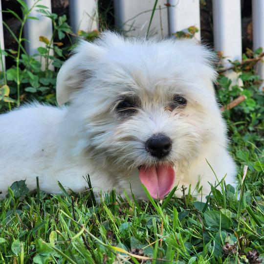 chiot Coton de tulear blc B Élevage du Royaume des P'tits Loups  