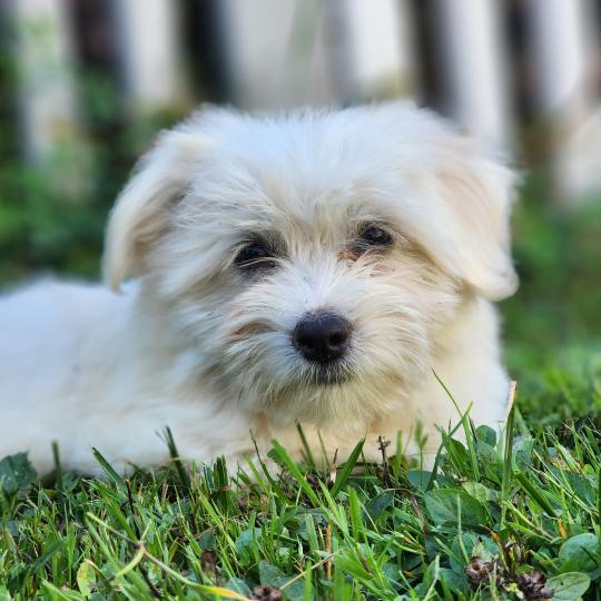 chiot Coton de tulear blc B Élevage du Royaume des P'tits Loups  
