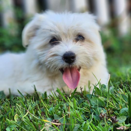 chiot Coton de tulear blc B Élevage du Royaume des P'tits Loups  