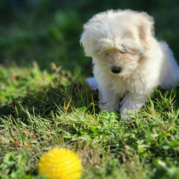 B Femelle Coton de tulear