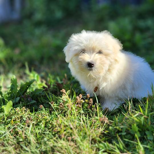 chiot Coton de tulear blc B Élevage du Royaume des P'tits Loups  