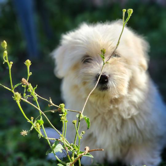 chiot Coton de tulear blc B Élevage du Royaume des P'tits Loups  