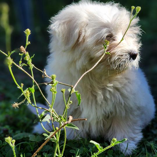 chiot Coton de tulear blc B Élevage du Royaume des P'tits Loups  