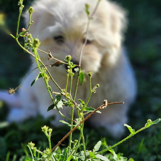 chiot Coton de tulear blc B Élevage du Royaume des P'tits Loups  