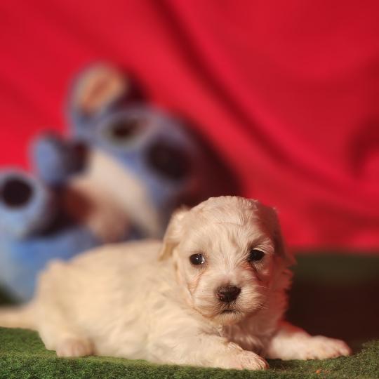 chiot Coton de tulear blc B Élevage du Royaume des P'tits Loups  