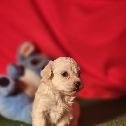 chiot Coton de tulear blc B Élevage du Royaume des P'tits Loups  