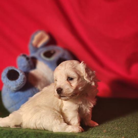 chiot Coton de tulear blc B Élevage du Royaume des P'tits Loups  