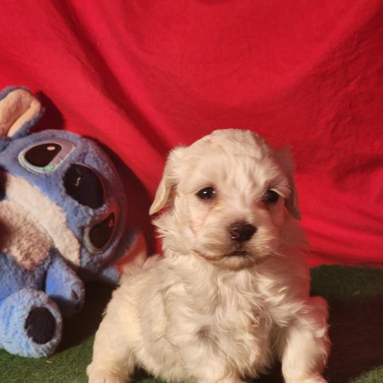 chiot Coton de tulear blc B Élevage du Royaume des P'tits Loups  
