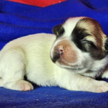 B femelle Femelle Coton de tulear