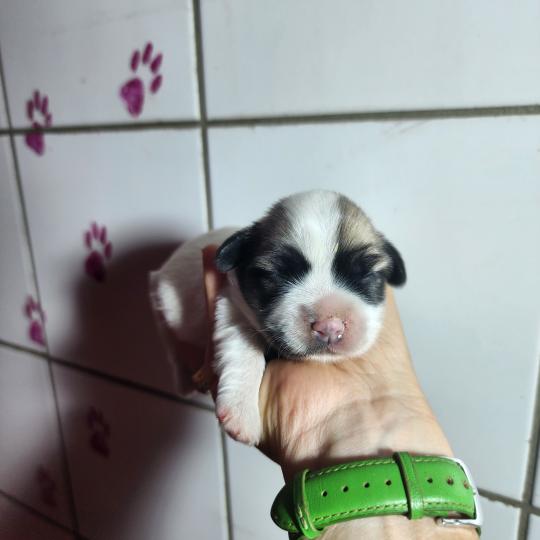 chiot Coton de tulear B femelle Élevage du Royaume des P'tits Loups  