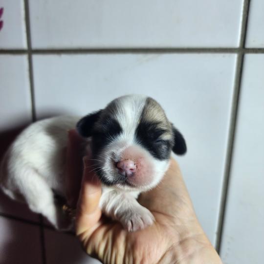 chiot Coton de tulear B femelle Élevage du Royaume des P'tits Loups  