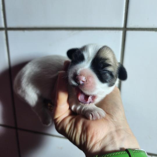 chiot Coton de tulear B femelle Élevage du Royaume des P'tits Loups  