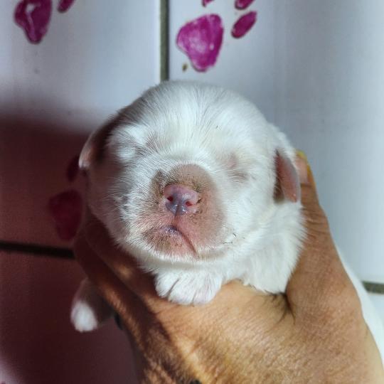 chiot Coton de tulear B mâle Élevage du Royaume des P'tits Loups  