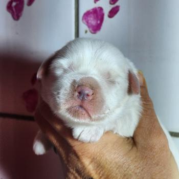 B mâle Mâle Coton de tulear