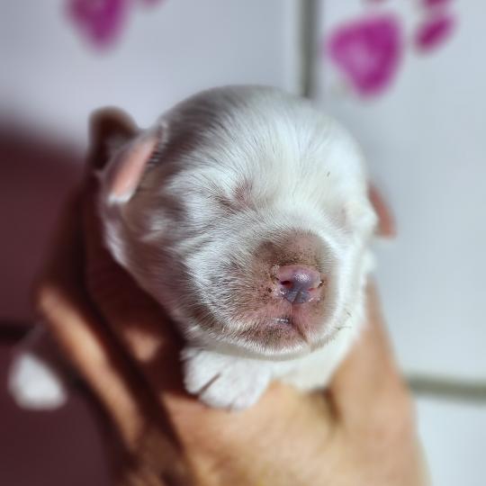 chiot Coton de tulear B mâle Élevage du Royaume des P'tits Loups  