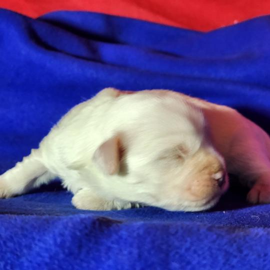 chiot Coton de tulear B mâle Élevage du Royaume des P'tits Loups  