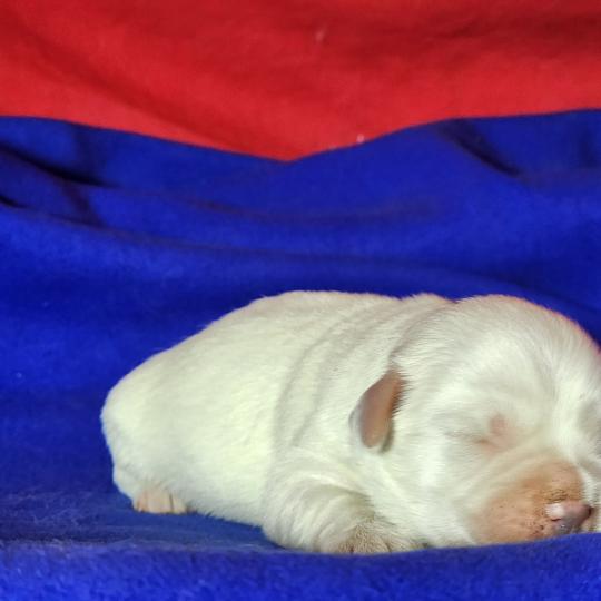 chiot Coton de tulear B mâle Élevage du Royaume des P'tits Loups  