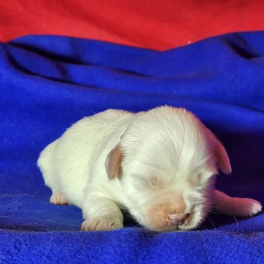 chiot Coton de tulear B mâle Élevage du Royaume des P'tits Loups  