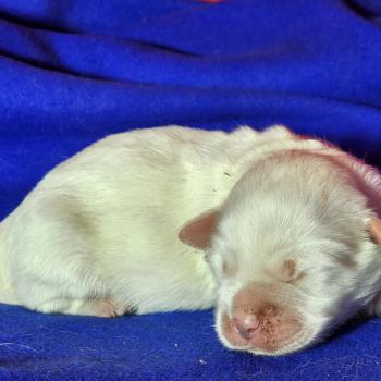 B mâle Mâle Coton de tulear