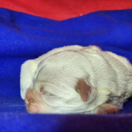 chiot Coton de tulear B mâle Élevage du Royaume des P'tits Loups  