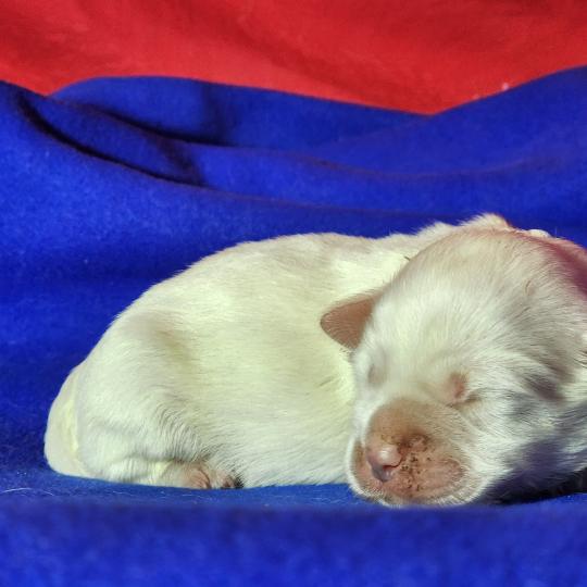 chiot Coton de tulear B mâle Élevage du Royaume des P'tits Loups  