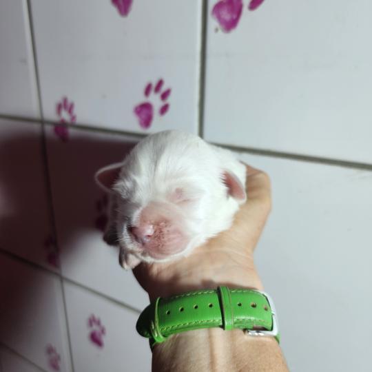 chiot Coton de tulear B mâle Élevage du Royaume des P'tits Loups  