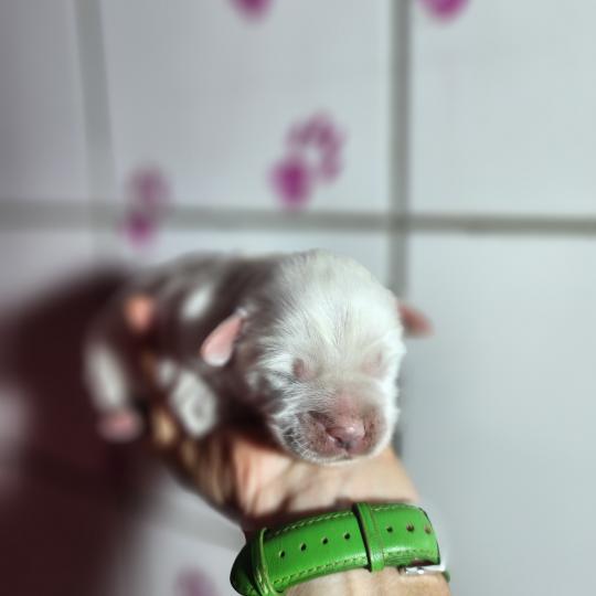 chiot Coton de tulear B mâle Élevage du Royaume des P'tits Loups  