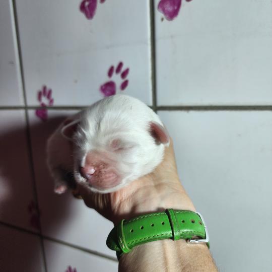 chiot Coton de tulear B mâle Élevage du Royaume des P'tits Loups  