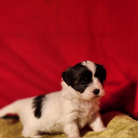 chiot Coton de tulear Sab.Pbl.Env B Élevage du Royaume des P'tits Loups  