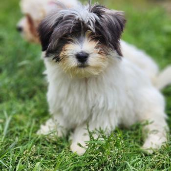 B Mâle Coton de tulear