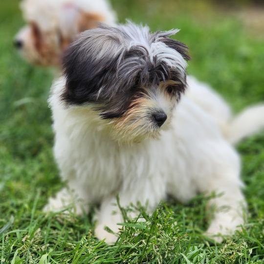 chiot Coton de tulear Sab.Pbl.Env B Élevage du Royaume des P'tits Loups  