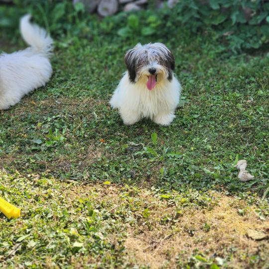 chiot Coton de tulear Sab.Pbl.Env B Élevage du Royaume des P'tits Loups  