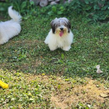 B Mâle Coton de tulear