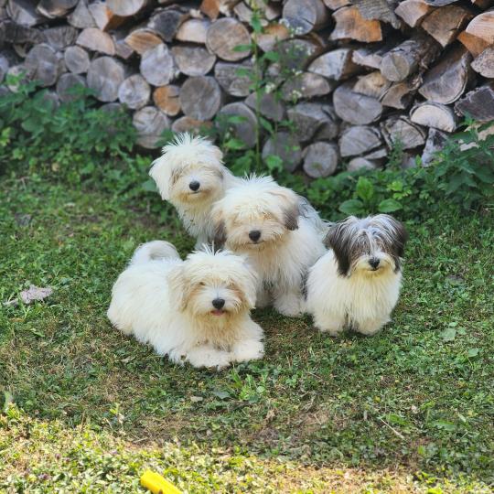 chiot Coton de tulear Sab.Pbl.Env B Élevage du Royaume des P'tits Loups  
