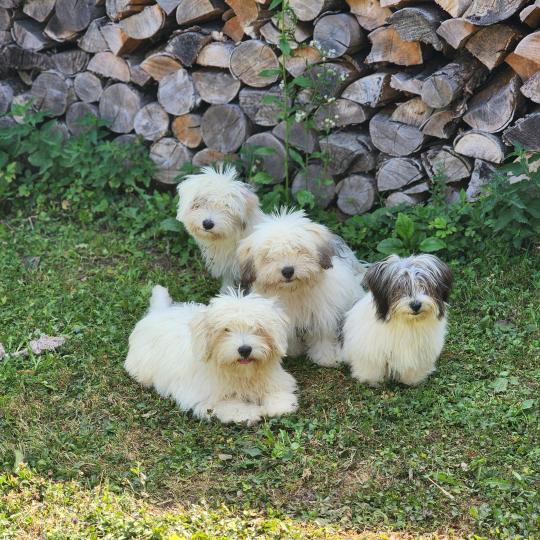 chiot Coton de tulear Sab.Pbl.Env B Élevage du Royaume des P'tits Loups  