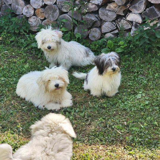 chiot Coton de tulear Sab.Pbl.Env B Élevage du Royaume des P'tits Loups  