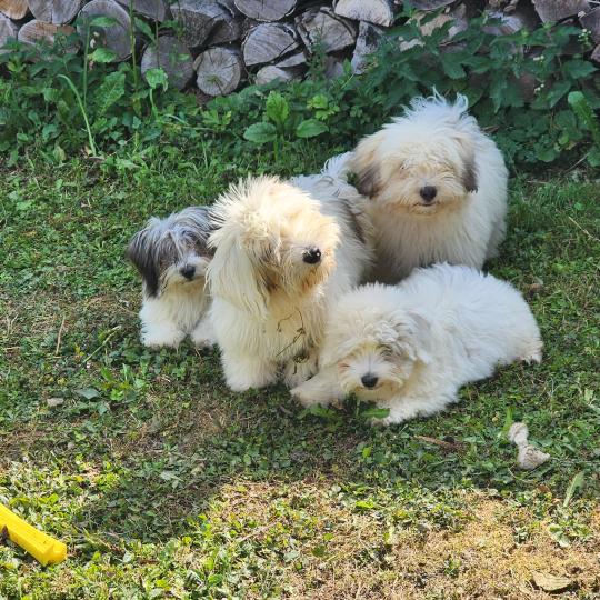 chiot Coton de tulear Sab.Pbl.Env B Élevage du Royaume des P'tits Loups  