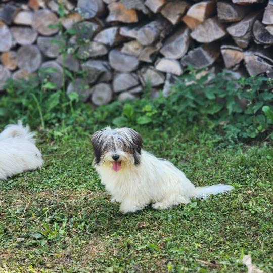 chiot Coton de tulear Sab.Pbl.Env B Élevage du Royaume des P'tits Loups  